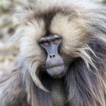 Gelada portrait taken during our Ethiopia wildlife photography tour (image by Mark Beaman)