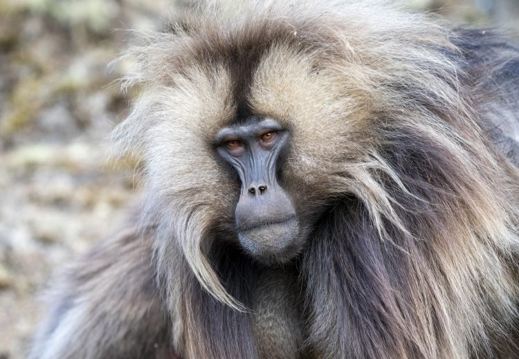 Gelada portrait taken during our Ethiopia wildlife photography tour (image by Mark Beaman)