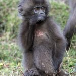 The thinker... (image by Mark Beaman)