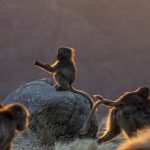 Gelada youngster at sunset (image by Mark Beaman)