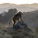 A Gelada male surveys the terrain ahead on our Ethiopia wildlife photography tour (image by Mark Beaman)