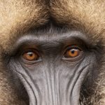 Gelada close-up (image by Mark Beaman)