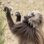 Geladas are very willing to try all kinds of foods (image by Mark Beaman)