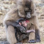 Gelada mother and baby on our Ethiopia wildlife photography tour (image by Mark Beaman)