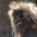 Gelada portrait on our Ethiopia wildlife photography tour (image by Mark Beaman)