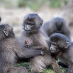 No you can't join our gang... (image by Mark Beaman)