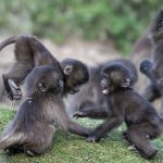 Gelada babies love to play (image by Mark Beaman)