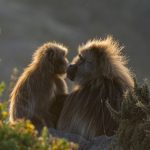 It must be Gelada love... (image by Mark Beaman)