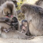 Gelada mothers and babies (image by Mark Beaman)