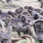 Night is coming, we must head for the cliffs! Gelada motion blur, all but one... (image by Mark Beaman)
