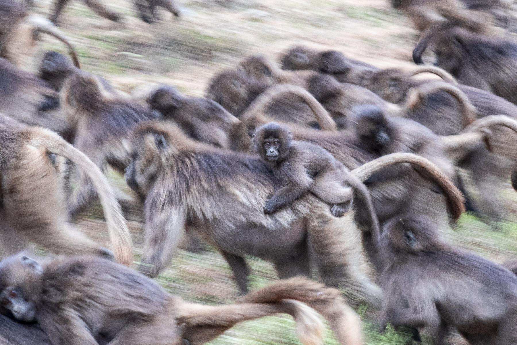 Night is coming, we must head for the cliffs! Gelada motion blur, all but one... (image by Mark Beaman)