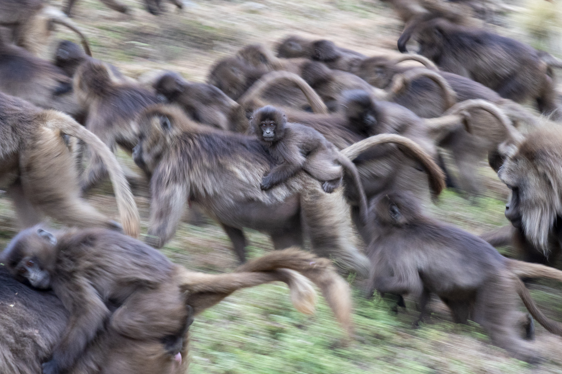 Night is coming, we must head for the cliffs! Gelada motion blur, all but one... (image by Mark Beaman)