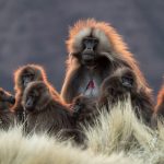I am the monarch of all I survey! A Gelada family at sunset during our Ethiopia wildlife photography tour (image by Mark Beaman)