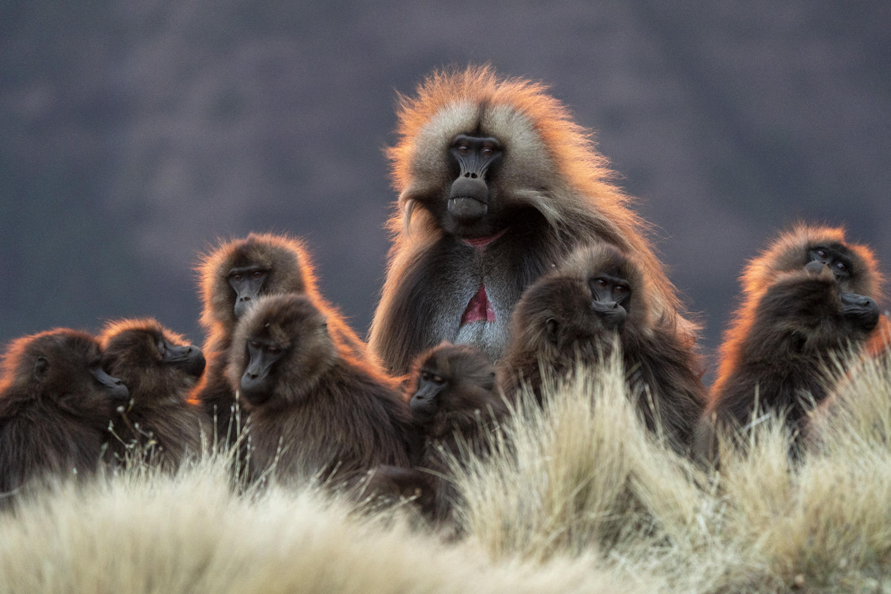 I am the monarch of all I survey! A Gelada family at sunset during our Ethiopia wildlife photography tour (image by Mark Beaman)