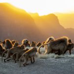 Geladas gathering at the cliff-top at sunset, before climbing down to their sleeping places (image by Mark Beaman)