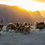 Geladas at sunset. There is still a chance to groom or play... (image by Mark Beaman)
