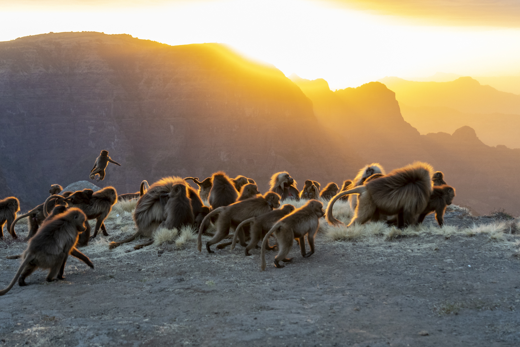 Geladas at sunset. There is still a chance to groom or play... (image by Mark Beaman)