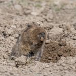 The rather 'goofy' Giant Mole Rat (or Giant Root Rat), favourite food of the Ethiopian Wolf, during our Ethiopia wildlife photography tour (image by Mark Beaman)