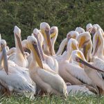 Great White Pelicans at Lake Ziway, Ethiopia (image by Mark Beaman)
