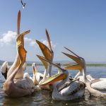 There is an awful lot of room in a pelicans bill-pouch... Great White Pelicans at Awassa on our Ethiopian wildlife photography tour (image by Mark Beaman)