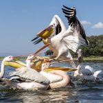 I want the best spot! Great White Pelicans at Awassa (image by Mark Beaman)