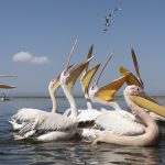 Here comes breakfast! Great White Pelicans at Lake Awassa (image by Mark Beaman)