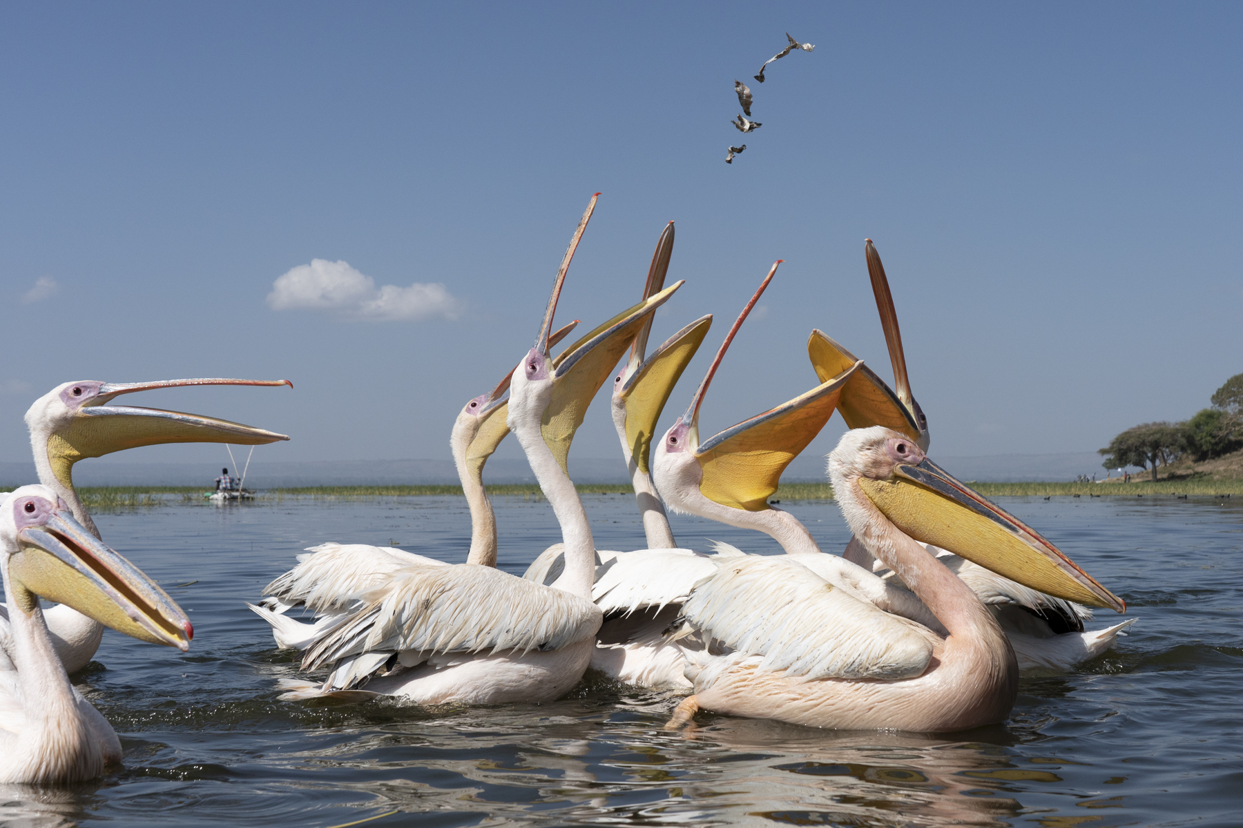 Here comes breakfast! Great White Pelicans at Lake Awassa (image by Mark Beaman)
