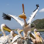 It's mine! Great White Pelicans at Lake Awassa (image by Mark Beaman)