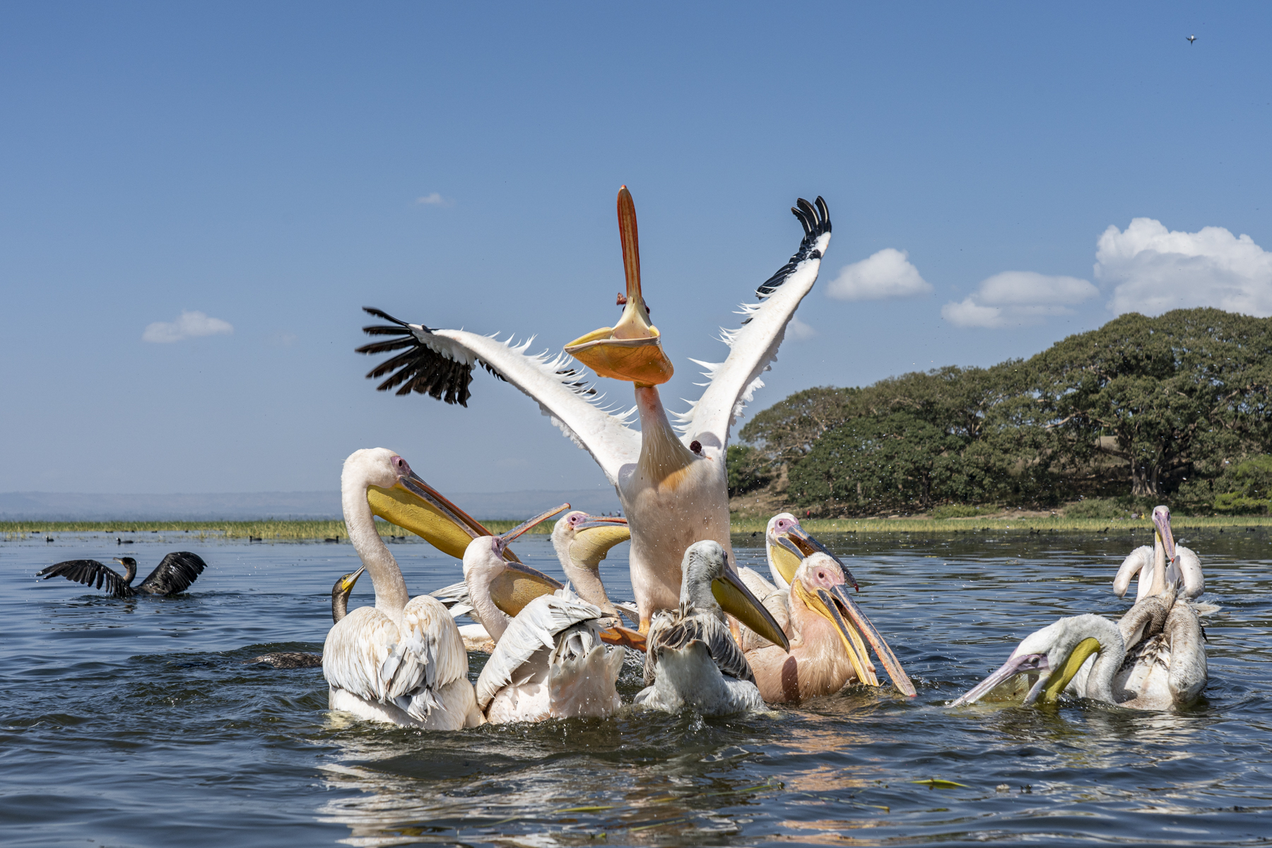 A Great White Pelican steals a march on its rivals at Awassa Fish Market during our Ethiopia wildlife photography tour (image by Mark Beaman)