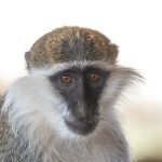 Grivet Monkey portrait during our Ethiopia wildliufe photography tour (image by Mark Beaman)
