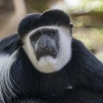 Guereza Colobus portrait during our Ethiopia wildlife photography tour (image by Mark Beaman)
