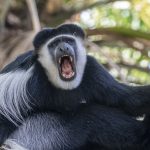 A Guereza Colobus challenges a rival on our Ethiopia wildlife photography tour (image by Mark Beaman)