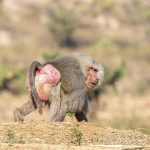 Grumpy Old Men are not restricted to humans! A male Hamadryas or Sacred Baboon in eastern Ethiopia (image by Mark Beaman)