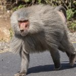 Hamadryas or Sacred Baboon on our Ethiopia wildliife photography tour (image by Mark Beaman)