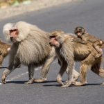 Hamadryas or Sacred Baboons crossing the road on our Ethiopia wildlife photography tour (image by Mark Beaman)