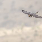 Lanner Falcon (image by Mark Beaman)