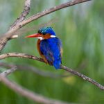 The tiny Malachite Kingfisher is like avian jewellery (image by Mark Beaman)