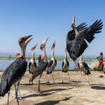 Every little counts when you are hoping to get the fish first. Marabou Storks at Awassa Fish Market on our Ethiopia wildlife photography tour (image by Mark Beaman)