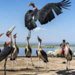 Fortune favours the bold! Why wait? A Marabou leaps and gets its fish (image by Mark Beaman)
