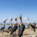 Marabou Storks watch a thrown fish falling towards them during our Ethiopia wildlife photography tour (image by Mark Beaman)