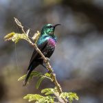 Marico Sunbird (image by Mark Beaman)