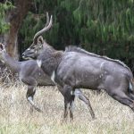 Male and female Mountain Nyalas, endemic to the Ethiopian Highlands (image by Mark Beaman)