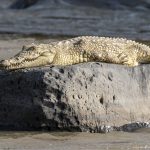 Nile Crocodile (image by Mark Beaman)