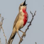 The lovely Rosy-patched Bushshrike, a bird of arid habitats (image by Mark Beaman)
