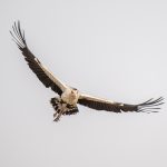 Secretarybird in flight (image by Mark Beaman)