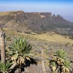 The dramatic landscape of Ethiopia's Simien Mountains, with giant Lobelias in the foreground (image by Mark Beaman)
