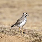 Spot-breasted Lapwing on our Ethiopia wildlife photography tour (image by Mark Beaman)