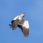 Spot-breasted Lapwing, one of the smartest of the Ethiopian Highlands' endemic birds (image by Mark Beaman)