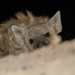 A lurking Spotted Hyena (image by Mark Beaman)