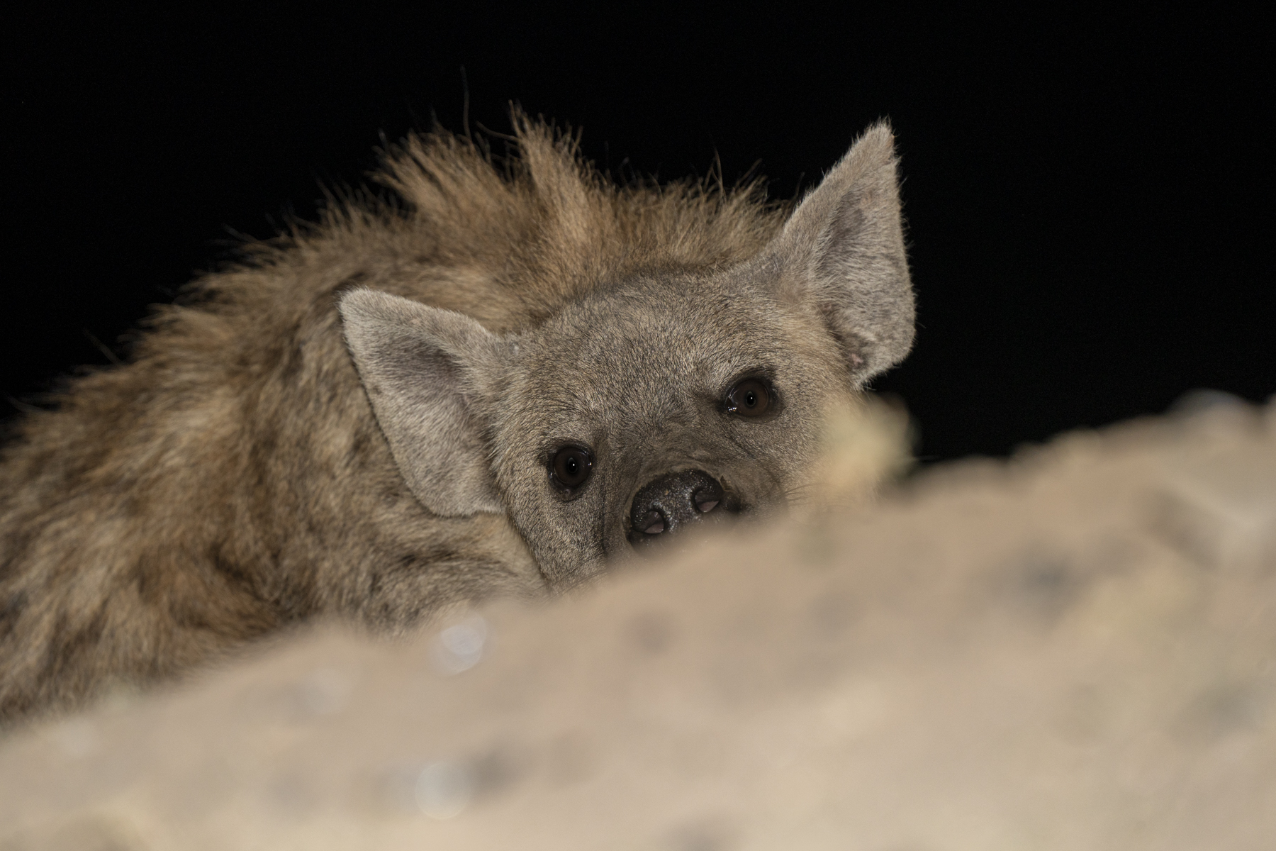 A lurking Spotted Hyena (image by Mark Beaman)